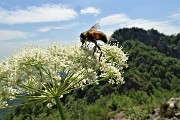 51 Ombrellifera con ape e vista in Filaressa